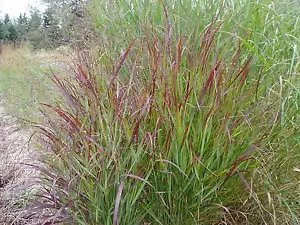 Panicum Virgatum Shenandoah Red Switchgrass Seeds Fresh Garden