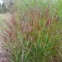 Panicum Virgatum Shenandoah Red Switchgrass Seeds Fresh Garden