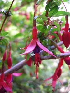 Fuchsia Magellanica Hardy Fuchsia Seeds Fresh Garden