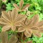 Rodgersia Henrici Hybrids Unusual Perennial Seeds Fresh Garden