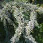 Cedrus Atlantica Glauca Blue Atlas Mountain Cedar Seeds Fresh Garden