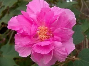 Hibiscus Mutabilis Confederate Rose Hibiscus Seeds Fresh Garden