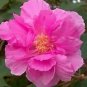 Hibiscus Mutabilis Confederate Rose Hibiscus Seeds Fresh Garden