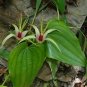 Stemona Tuberosa Very Rare And Unique Vine Seeds Fresh Garden