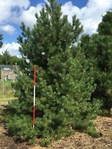 Pinus Mugo Rostrata Swiss Mountain Pine Tree Seeds Fresh Garden