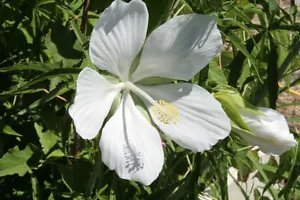 Hibiscus Coccineus Alba White Texas Star Hibiscus Seeds Fresh Garden