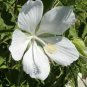 Hibiscus Coccineus Alba White Texas Star Hibiscus Seeds Fresh Garden