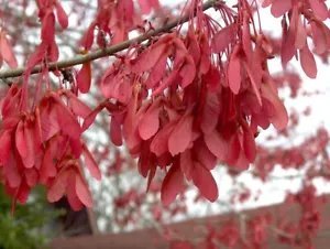 Acer Rubrum Var Drummondii Drummond'S Red Maple Tree Seeds Fresh Garden