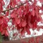 Acer Rubrum Var Drummondii Drummond'S Red Maple Tree Seeds Fresh Garden