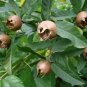 Mespilus Germanica Medlar Tree Seeds Fresh Garden