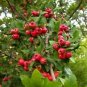 Crataegus Opaca Mayhaw Fruit Tree Seeds Fresh Garden