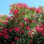 Nerium Oleander Hardy Red Oleander Evergreen Shrub Hardy 1 Plant Fresh Garden