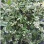 Trachelospermum Jasminoides Variegata Variegated Confederate Jasmine 1 Plant Fresh Garden