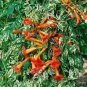 Campsis Radicans Takarazuka Variegated Trumpet Vine 1 Plant Fresh Garden