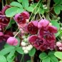 Akebia Quinata Chocolate Vine 1 Plant Fresh Garden