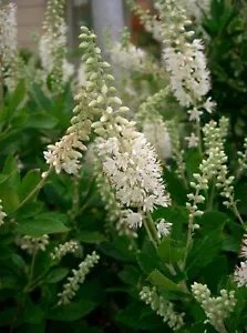 Clethra Alnifolia Sweet Pepperbush Shrub Seeds Fresh Garden