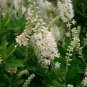 Clethra Alnifolia Sweet Pepperbush Shrub Seeds Fresh Garden