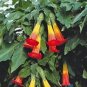 Brugmansia Sanguinea Red Angels Trumpet Seeds Fresh Garden