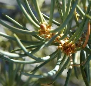 Pinus Cembroides Monophylla Single Leaf Pine Tree Seeds Fresh Garden