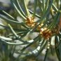 Pinus Cembroides Monophylla Single Leaf Pine Tree Seeds Fresh Garden