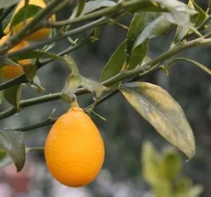 Citrus Citrofortunella Thomasville Citrangequat Cold Hardy Tree Seeds Fresh Garden