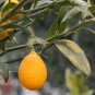 Citrus Citrofortunella Thomasville Citrangequat Cold Hardy Tree Seeds Fresh Garden