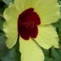 Hibiscus Surratensis Yellow Hibiscus Seeds Fresh Garden