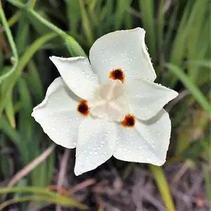 Yellow African Iris Fortnight Lily Dietes Bicolor Butterfly 40 Seeds Non Gmo Fresh Garden