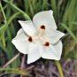 Yellow African Iris Fortnight Lily Dietes Bicolor Butterfly 40 Seeds Non Gmo Fresh Garden