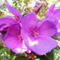 Beautiful Rare Tibouchina Cardinalis "Brazilian Princess Flower Seeds J Fresh Garden