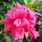 20 Pink Hibiscus Seeds Perennial Flowers Flower Seed Fresh Garden