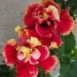 20 Hibiscus Seeds Perennial Flowers Flower Seed 41 Fresh Garden