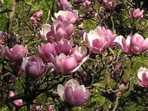 5 Magnolia Seeds Lily Flower Tree Fragrant Flowers Tulip Fresh Garden