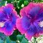 20 Pink Purple Blue Hibiscus Seeds Flower Flowers Seed Perennial Fresh Garden