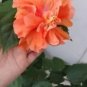 20 Orange Hibiscus Seeds Perennial Flower 7 Fresh Garden