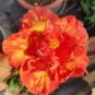 20 Orange Hibiscus Seeds Perennial Flower 5 Fresh Garden