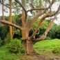 5 Pcs Rainbow Eucalyptus Tree Seeds Indonesian Gum Mindanao Sarassa Fresh Garden