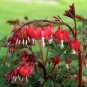 25 Red Bleeding Heart Seeds Flowers Bloom Shade Flower Fresh Garden