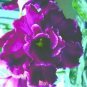 Spanish Blue Eyes Morning Glory 50 Seeds Annual Flowers Climbing Vine Fresh Garden