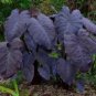 Colocasia 'Black Magic' Elephant Ears Plant Ing 10 Seeds Fresh Garden