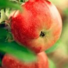 20 Paradise Apple Seeds (Malus Domestica) Edible Fruit Tree Fresh Garden