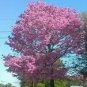 One Dozen Seeds: Pink Tabebuia Ipe Tree Pink Trumpet Tree J Fresh Garden