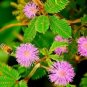 Sensitive Plant Mimosa Pudica Sleepy Bush Fern Bonsai Powder Puff 20 Seeds J Fresh Garden