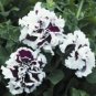 Double Purple White Petunia 200 Seeds Flowers Perennial Fresh Garden