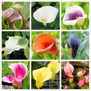 Calla Lily Mix Flowers Easy To Grow Planting For Outdoor Indoor 10 Seeds Fresh Garden