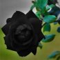 10 Black Rose Seeds Flower Bush Perennial Shrub Flowers Seed A Fresh Garden