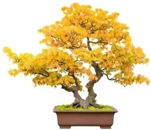 Trident Maple Bonsai Tree 10 Seeds Authentic Acer Buergerianum Fresh Garden