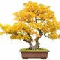 Trident Maple Bonsai Tree 10 Seeds Authentic Acer Buergerianum Fresh Garden