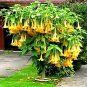 Yellow Trumpetbush 20 Seeds To Grow Rare And Exotic Yellow Trumpet Bush Fresh Garden