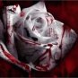 White Blood Rose Plant Flower Seed Flower Asaka Rare 25 Seed Fresh Garden